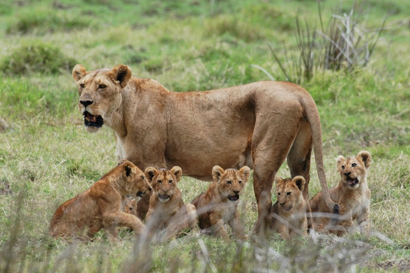 Ilepeta African Wonders