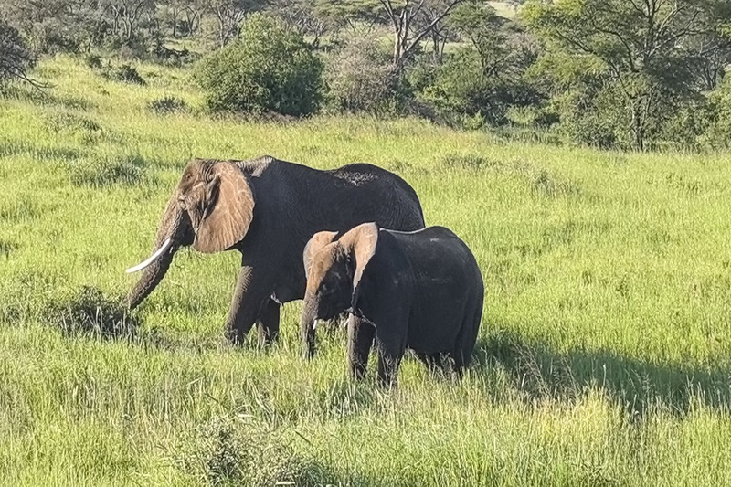 Ilepeta African Wonders