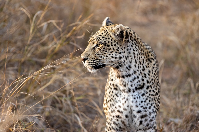 Ilepeta African Wonders