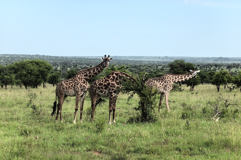 Ilepeta African Wonders