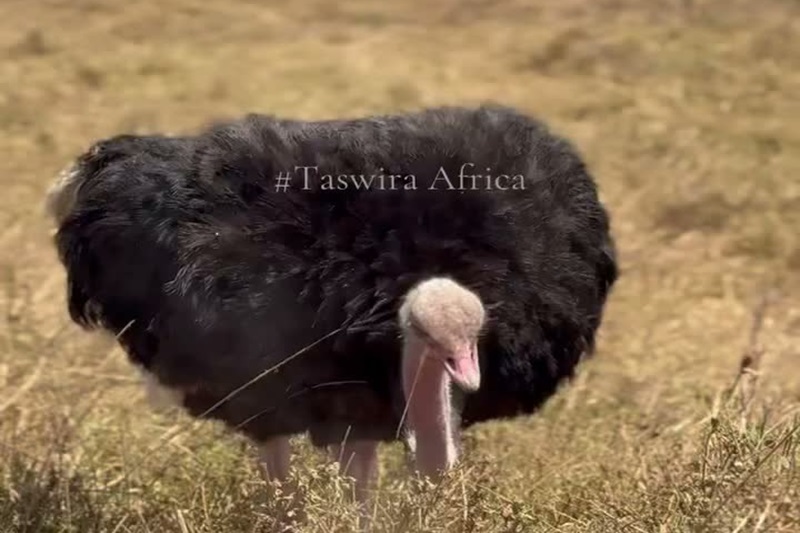 Ilepeta African Wonders