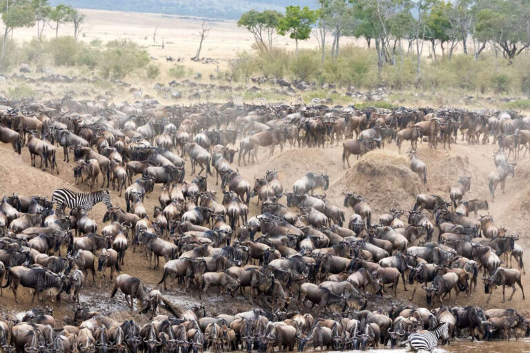 Great Migration Safari