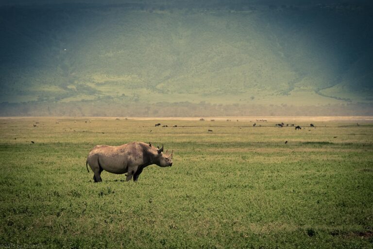 Ngorongoro Crater