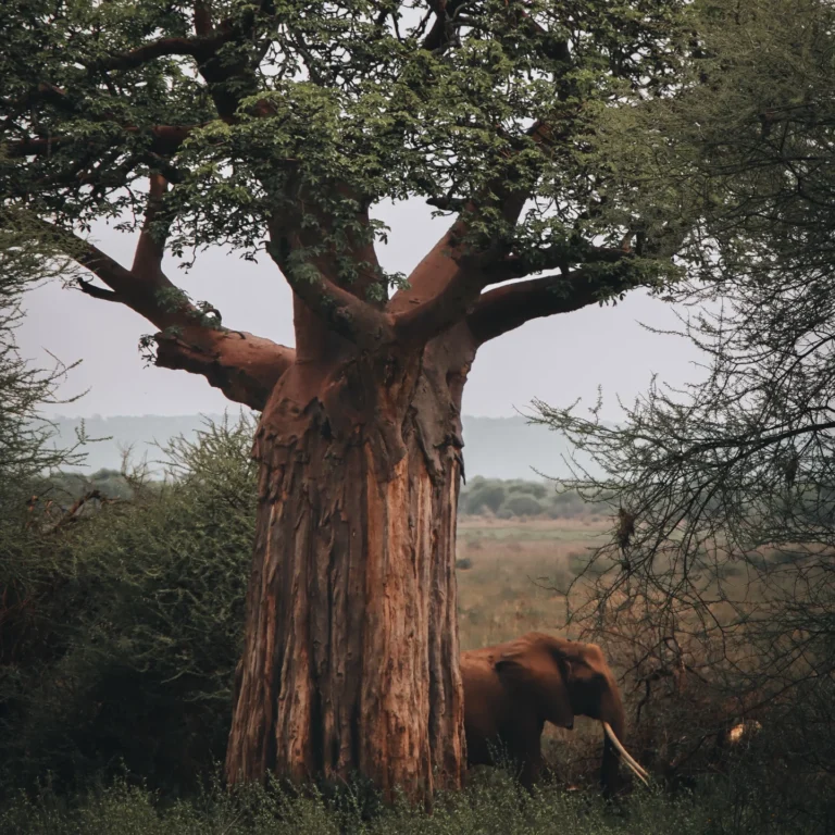 What Can You Expect from a Safari in Tarangire National Park?
