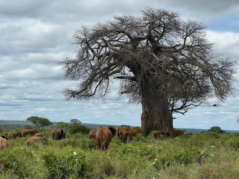 Facts about Baobab Trees in Tarangire National Park.