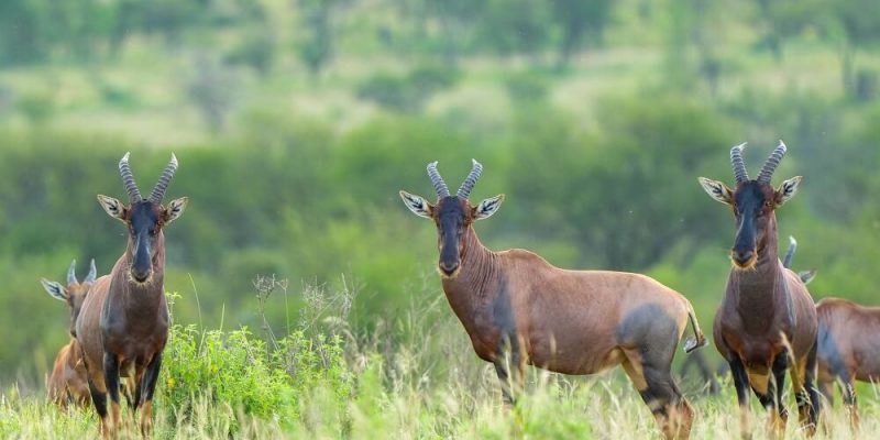 Animals in Tarangire Safari