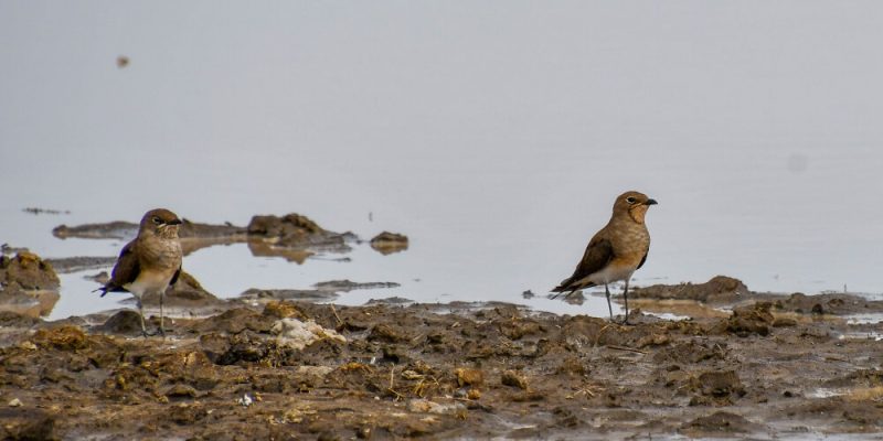 Arusha City Tour and Tarangire Safari Birds