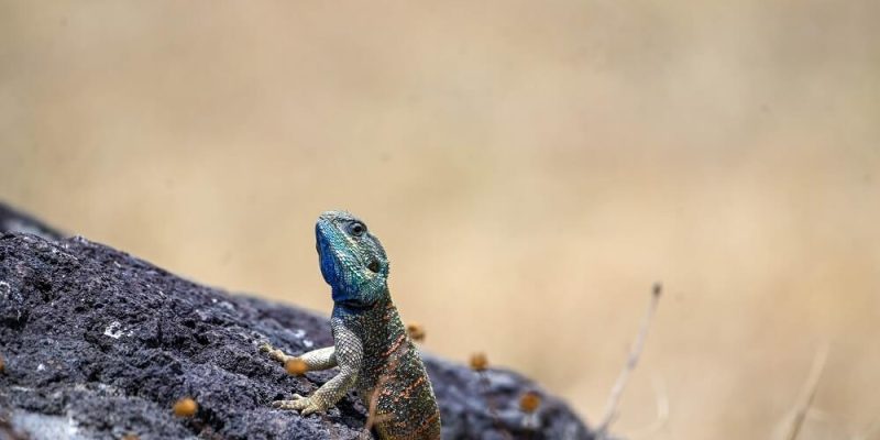 Arusha Lizard