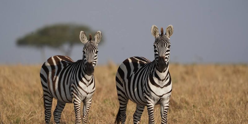 Arusha Zebra