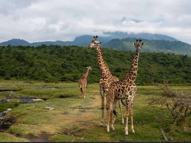 Arusha national park tour