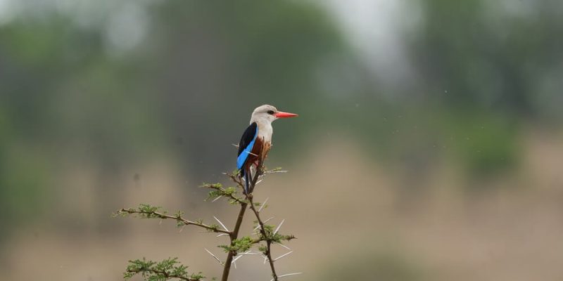 Birds in Ngorongoro