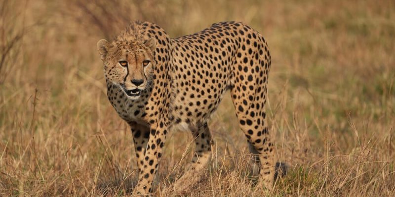 Cheetah in Ngorongoro