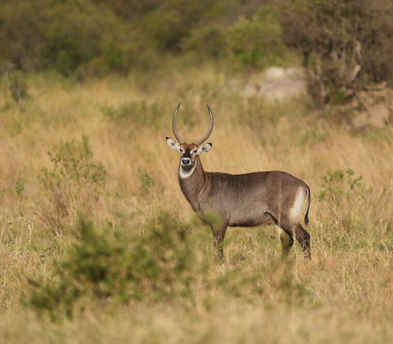 Tarangire Animal