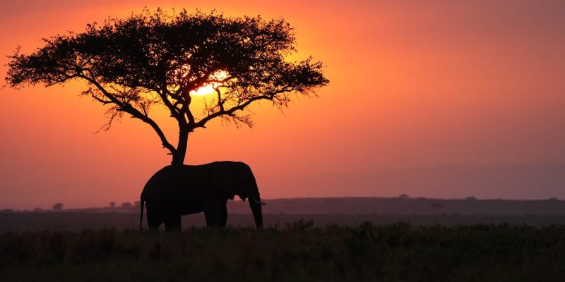 Elephant on Sunset