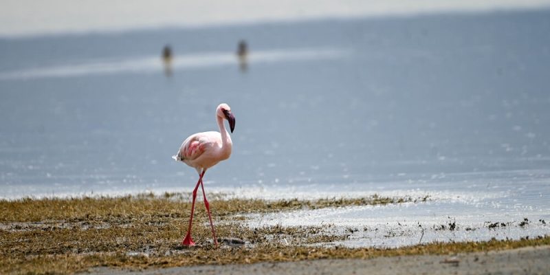 Flamingo Lake manyara