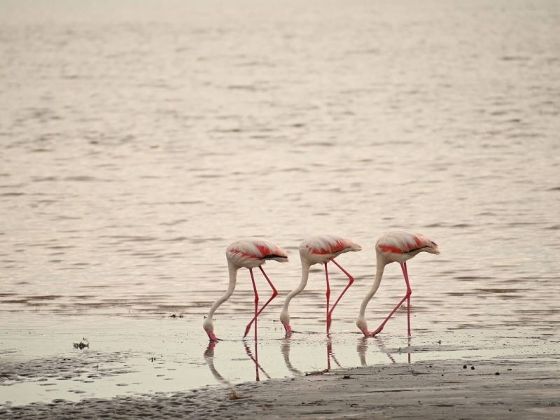 Flamingo safari