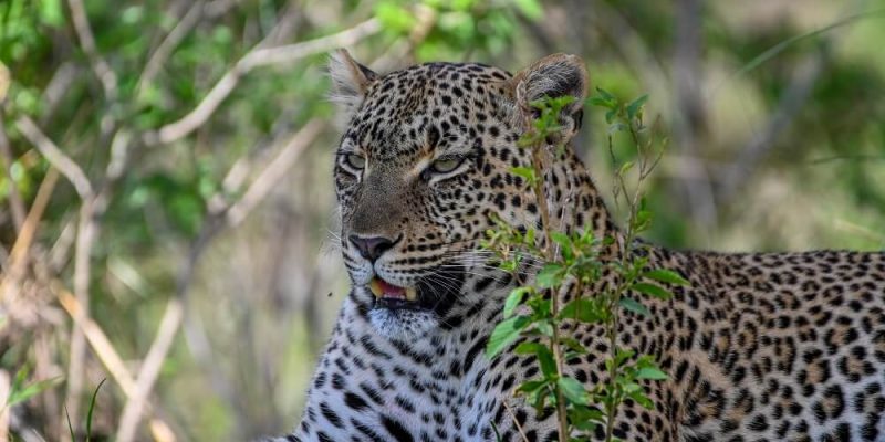 Manyara Leopard 2 Days