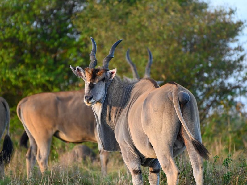 Ngorongoro Conservation area