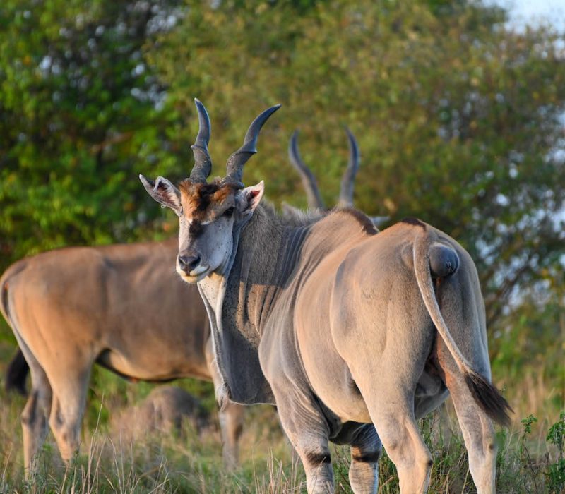 Ngorongoro Conservation area