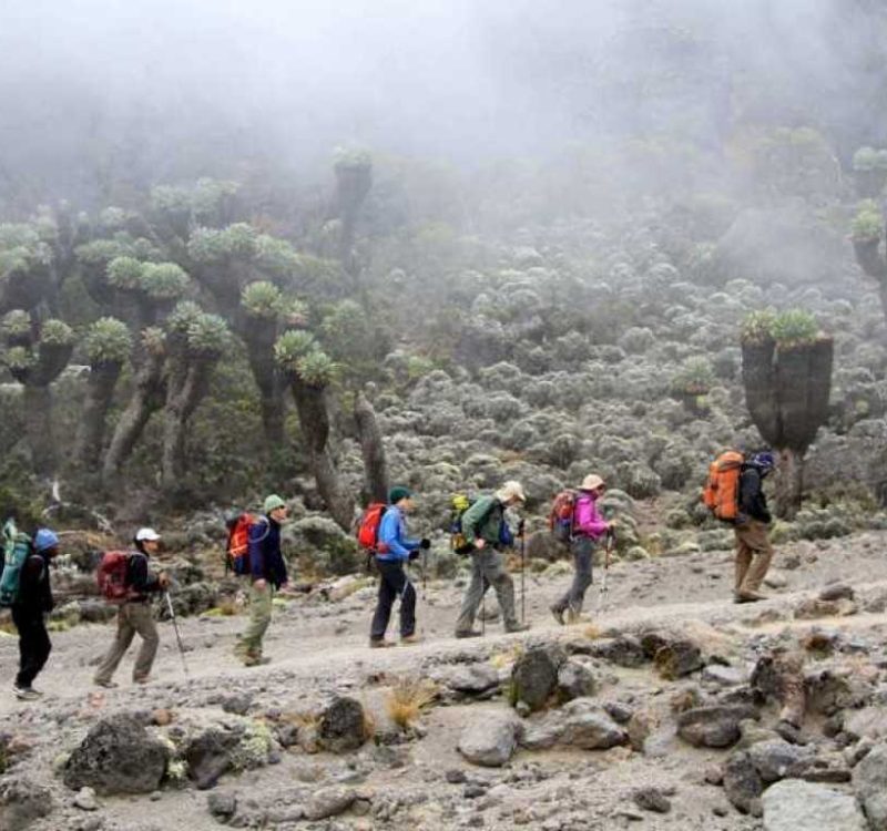 Rongai Trekking route
