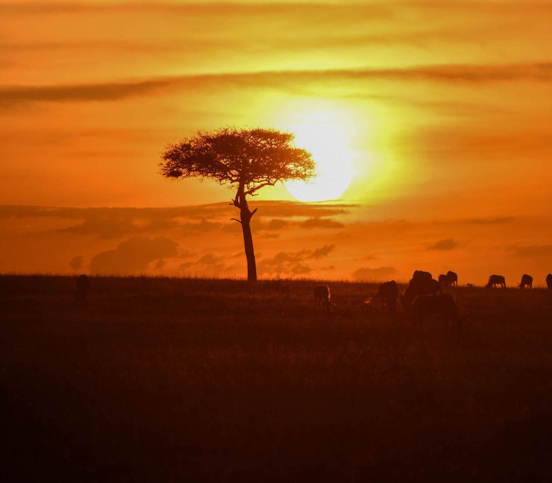 Serengeti Sunset Experience