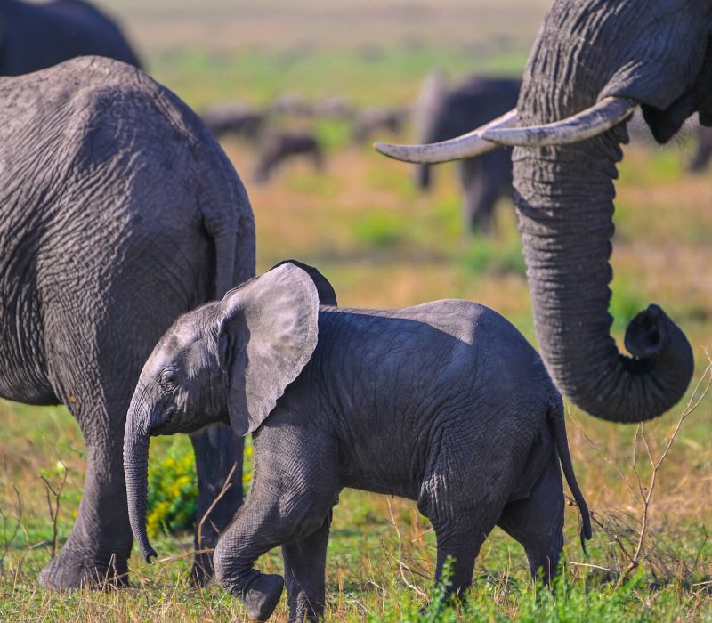 Tarangire national parkjpg