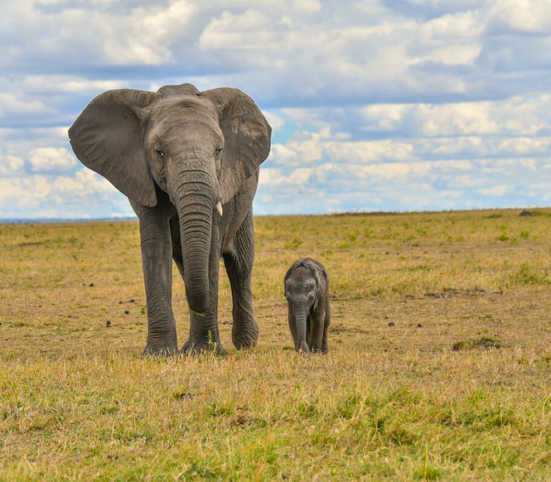 Trangire Big elephant