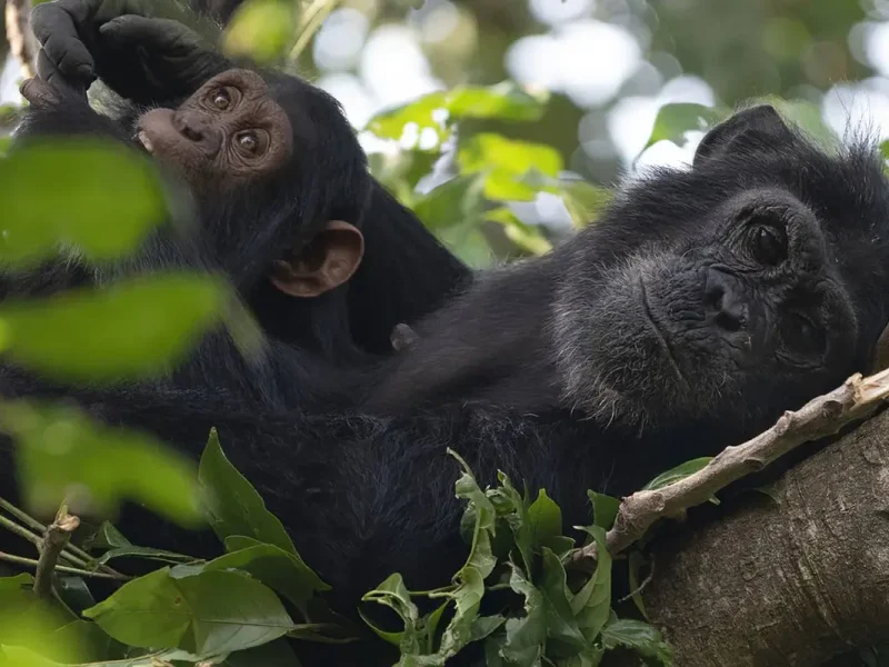 Western Destinations Gombe 1