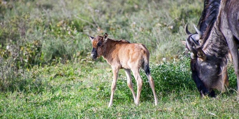 Wildebeest safari (1)