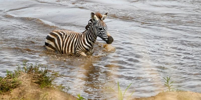 Zebra Lake manyara