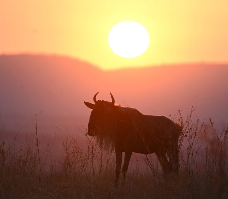 animal safari in tarangire (1)