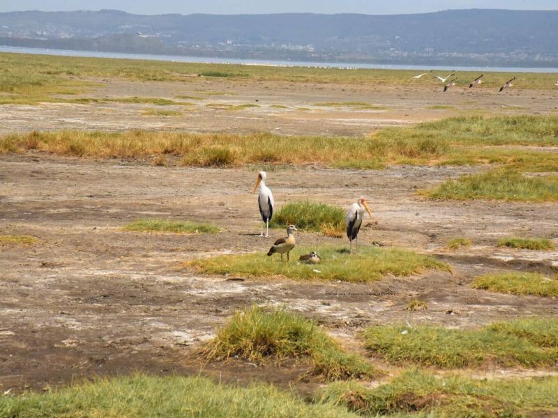 lake manyara bird (1)