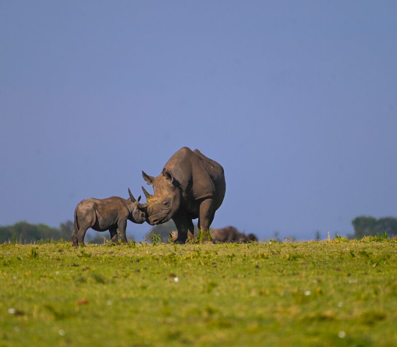 ngorongoro balck rhino
