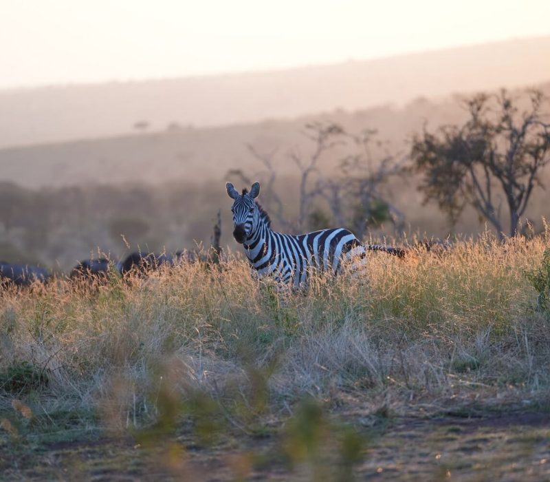 zebra safari